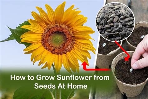 HOW TO GROW SUNFLOWER .